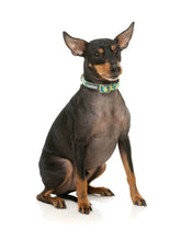 Bananarama Dog Collar -FINAL SALE NO RETURNS OR EXCHANGES